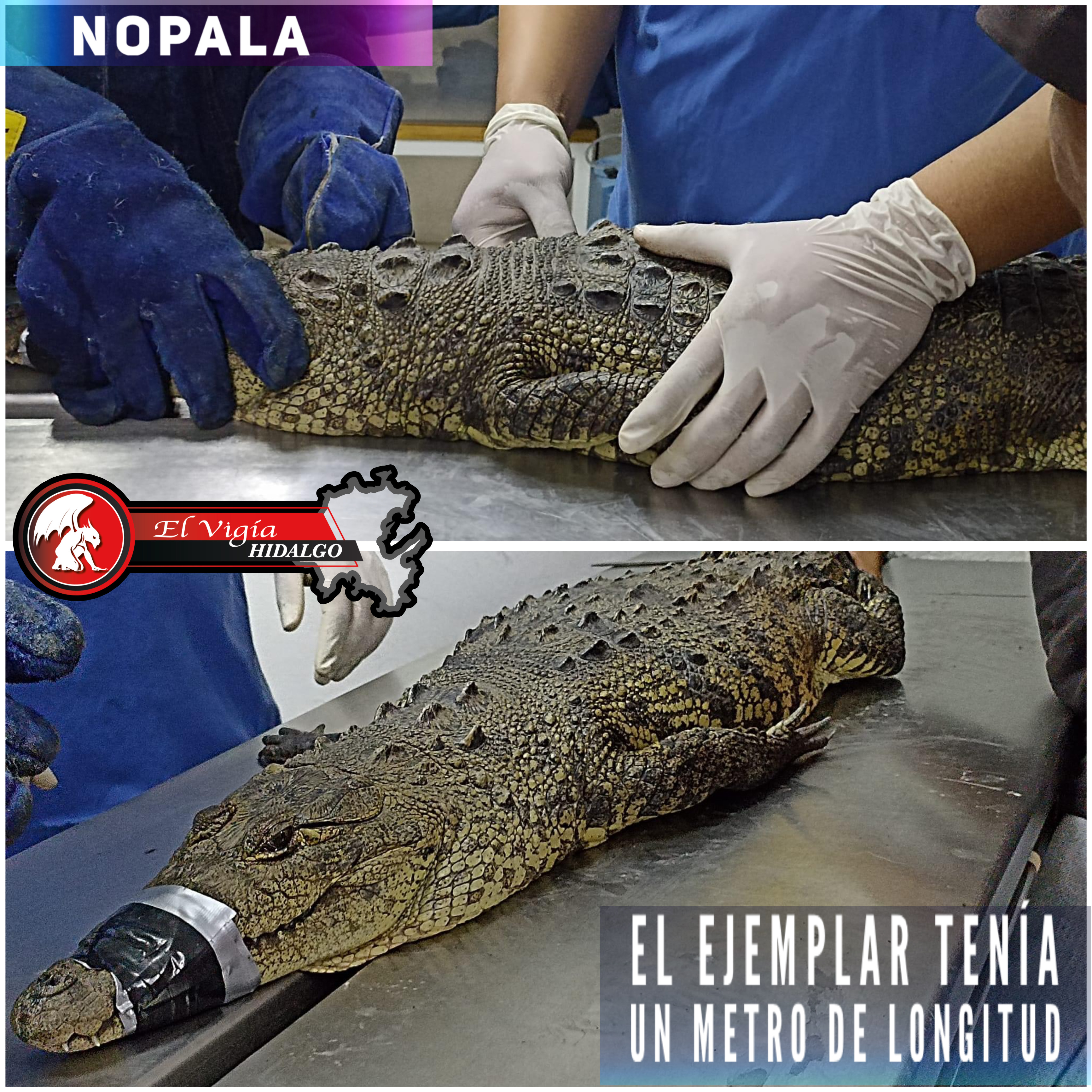 Noticia 1