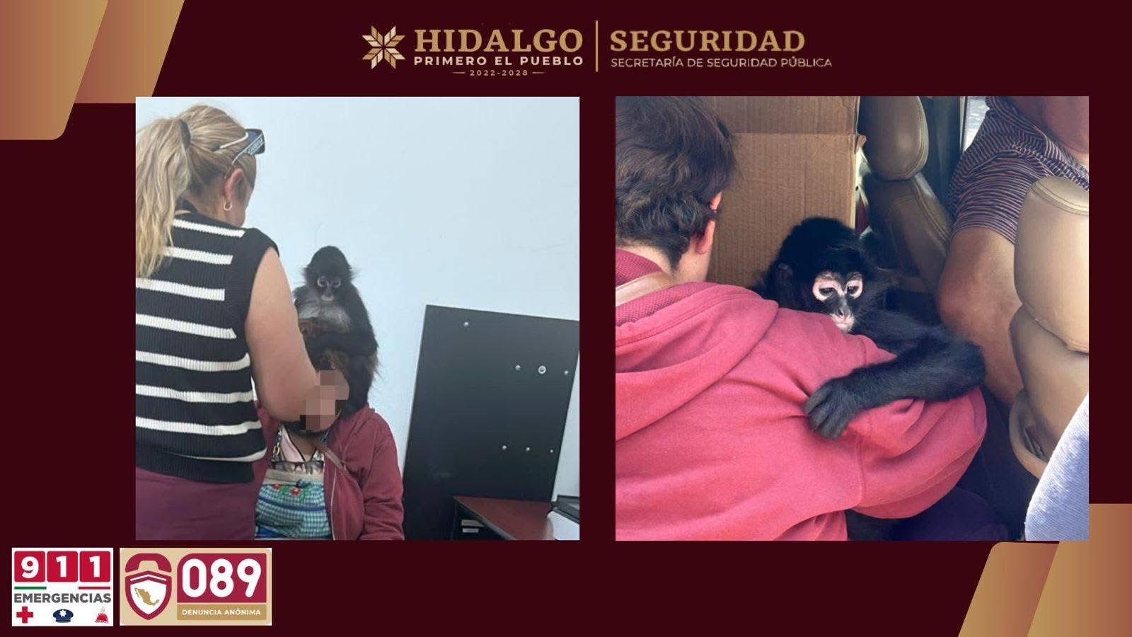 Imagen 1 de 2: Rescatan un ejemplar de mono araña en Actopan